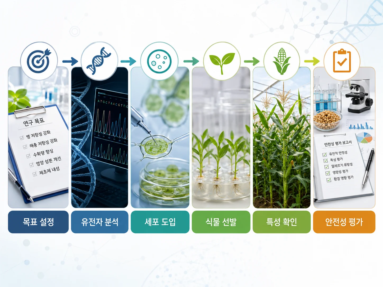 GMO 작물의 목표 설정 유전자 분석 세포 도입 식물 선발 안전성 평가 과정